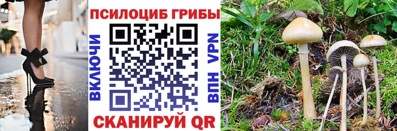 ОМГ ОМГ ССЫЛКА  Приморск  Псилоцибиновые грибы GOLDEN TEACHER 